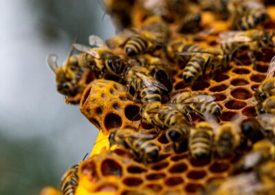 Bienenstich-Honig-biologisch-bio-Waldhonig-Blütenhonig-Österreich-Wien-Manhartsbrunn-Familie-Stich-Imker-Imkerei-Nahaufnahme-Biene-10