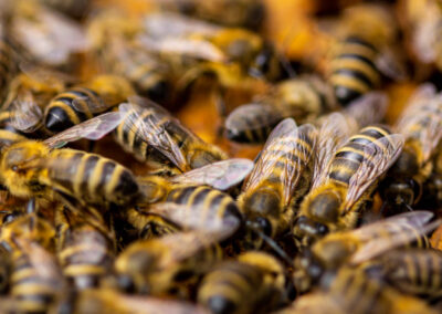 Bienenstich-Honig-biologisch-bio-Waldhonig-Blütenhonig-Österreich-Wien-Manhartsbrunn-Familie-Stich-Imker-Imkerei-Nahaufnahme-Biene-13