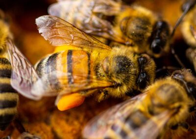 Bienenstich-Honig-biologisch-bio-Waldhonig-Blütenhonig-Österreich-Wien-Manhartsbrunn-Familie-Stich-Imker-Imkerei-Nahaufnahme-Biene-15