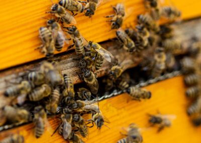 Bienenstich-Honig-biologisch-bio-Waldhonig-Blütenhonig-Österreich-Wien-Manhartsbrunn-Familie-Stich-Imker-Imkerei-Nahaufnahme-Biene-2