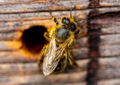 Bienenstich-Honig-biologisch-bio-Waldhonig-Blütenhonig-Österreich-Wien-Manhartsbrunn-Familie-Stich-Imker-Imkerei-Nahaufnahme-Biene-25