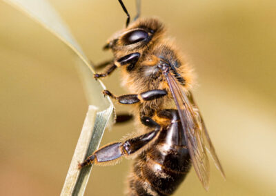 Bienenstich-Honig-biologisch-bio-Waldhonig-Blütenhonig-Österreich-Wien-Manhartsbrunn-Familie-Stich-Imker-Imkerei-Nahaufnahme-Biene-5