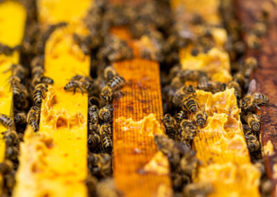 Bienenstich-Honig-biologisch-bio-Waldhonig-Blütenhonig-Österreich-Wien-Manhartsbrunn-Familie-Stich-Imker-Imkerei-Nahaufnahme-Biene-7